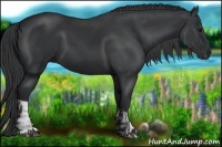 Horse Color:Black  and Black 