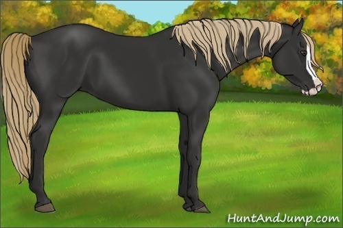 Horse Color:Liver Chestnut Splash 
