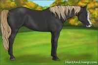 Horse Color:Liver Chestnut Splash 