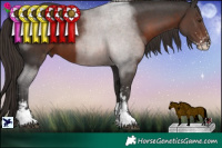 Horse Color:Liver Chestnut Sabino Tobiano 