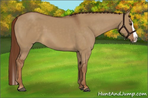 Horse Color:Red Dun Splash