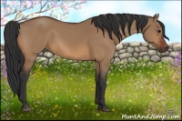 Horse Color:Bay Dun