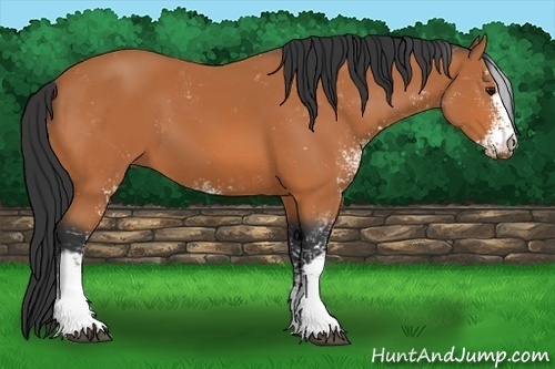 Horse Color:Bay Sabino