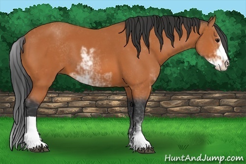 Horse Color:Bay Sabino