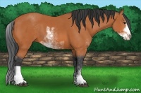 Horse Color:Bay Sabino 