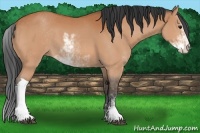 Horse Color:Bay Sabino 
