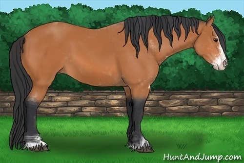 Horse Color:Bay Sabino 