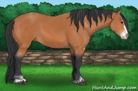 Horse Color:Bay Sabino