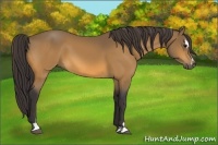 Horse Color:Buckskin Sabino