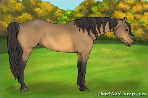 Horse Color:Buckskin 