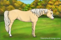 Horse Color:Palomino 
