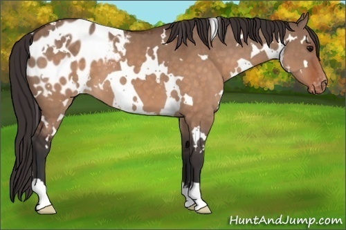 Horse Color:White Spotted Brown Dun Blanket