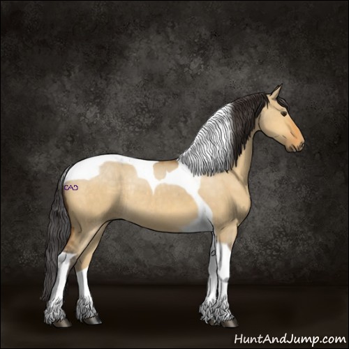 Horse Color:Buckskin Dun Tobiano Rabicano 