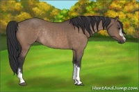 Horse Color:Brown Dun Rabicano 