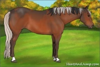 Horse Color:Bay  and Silver Bay 