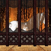 Horse Color:White Spotted Buckskin Splash Tobiano Appaloosa