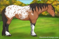 Horse Color:Bay Tobiano Appaloosa 