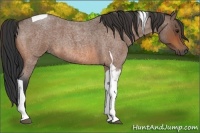 Horse Color:Bay Roan Tobiano