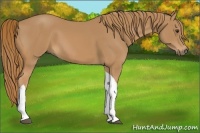 Horse Color:Chestnut Tobiano