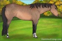 Horse Color:Bay Sabino Rabicano