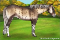 Horse Color:Silver Brown Onyx 