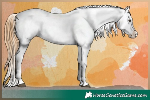 Horse Color:Red Dun Appaloosa 
