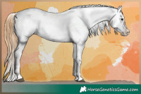 Horse Color:Red Dun Appaloosa 