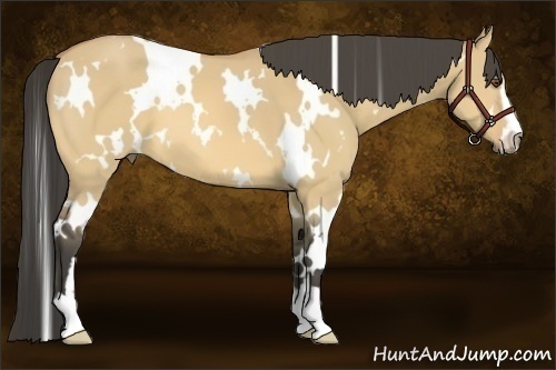 Horse Color:Unknown 