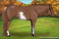 Horse Color:White Spotted Chestnut 