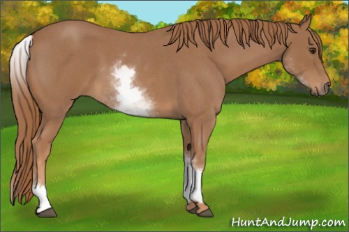 Horse Color:White Spotted Red Roan 