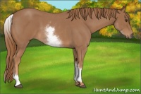 Horse Color:White Spotted Red Roan 