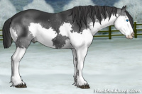 Horse Color:Black Splash 