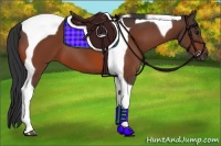 Horse Color:Bay Tobiano 