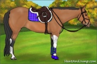 Horse Color:Bay Tobiano 