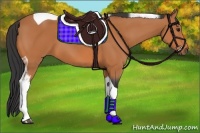 Horse Color:Bay Tobiano 