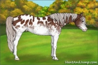 Horse Color:White Spotted Silver Brown Appaloosa 