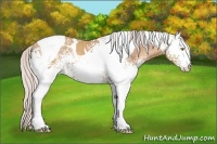 Horse Color:White Spotted Silver Sable Champagne Tobiano