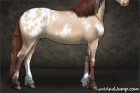 Horse Color:White Spotted Chocolate Bay Dun Appaloosa 