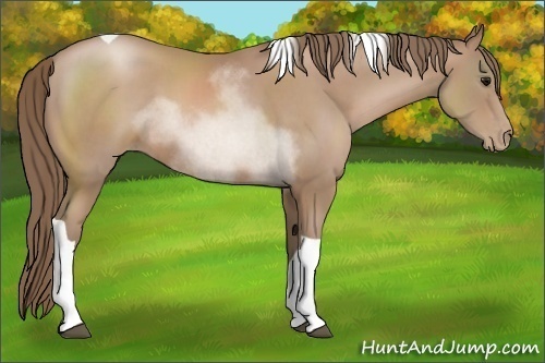 Horse Color:Black Pearl Tobiano Rabicano 