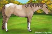 Horse Color:Black Pearl Tobiano Rabicano 