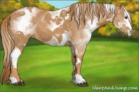 Horse Color:White Spotted Chestnut Splash 