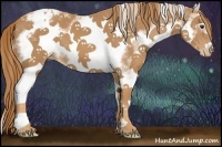 Horse Color:White Spotted Chestnut Splash Frame Appaloosa 