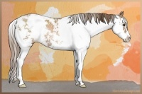 Horse Color:Black Pearl Sabino Rabicano 
