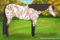 Horse Color:Bay Roan Frame Near Leopard
