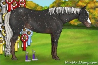 Horse Color:Liver Chestnut Appaloosa