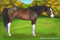 Horse Color:Brown Splash 