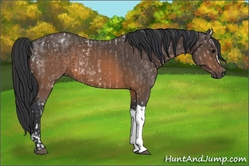 Horse Color:Brown Ice and Brown