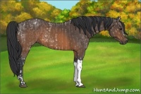Horse Color:Brown Ice  and Brown 