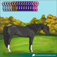 Horse Color:Black 