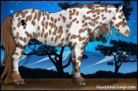 Horse Color:Chestnut Appaloosa 